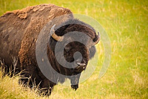Healthy bison on the grasslands photo