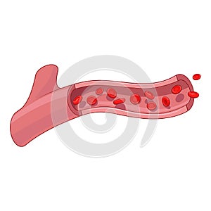 Healthy blood vessel vector illustration