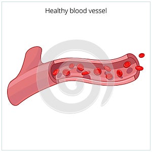 Healthy blood vessel vector illustration