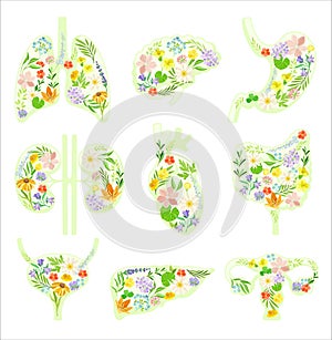 Healthy blooming human internal organs set. Anatomical lungs, bladder, heart, kidneys, liver, bladder, stomach with