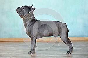 Healthy blue trindle French Bulldog dog with long nose
