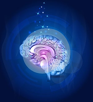 Healthy Brain cross section, vessels