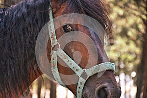 A healthy bright-skinned brown horse with sad eyes and close-up horse head, long-haired horse