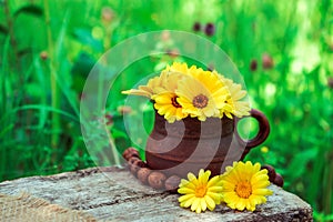 Healthy bright yellow flowers of medicinal calendula in a clay cup on a gray wooden table on a green background