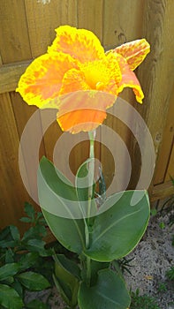 Healthy Bright Yellow and orange tiger lily