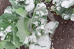 Healthy broccoli plant covered by snow in raised bed garden near Dallas, Texas