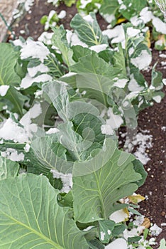 Healthy broccoli plant covered by snow in raised bed garden near Dallas, Texas