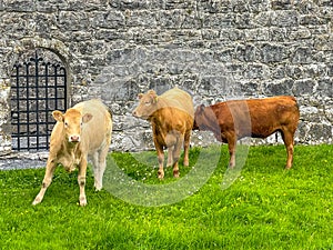 healthy.brown cows in a lush green field, standing against stone wall.