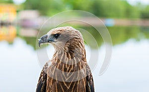 Healthy brown hawk portrait with blurred lake background