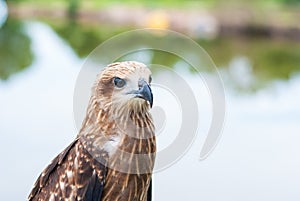Healthy brown hawk portrait with blurred lake background