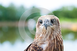 Healthy brown hawk portrait with blurred lake background