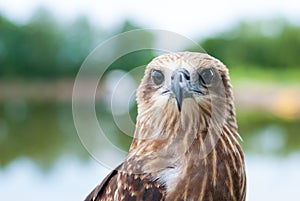 Healthy brown hawk portrait with blurred lake background