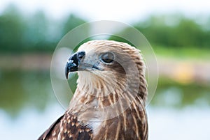 Healthy brown hawk portrait with blurred lake background