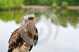 Healthy brown hawk standing portraited in front of lake background