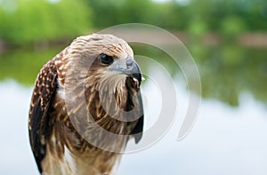 Healthy brown hawk standing portraited in front of lake background