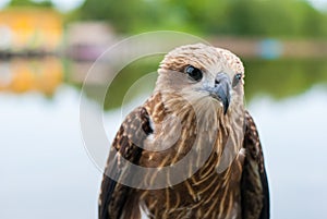 Healthy brown hawk standing portraited in front of lake background