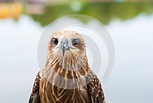 Healthy brown hawk standing portraited in front of lake background