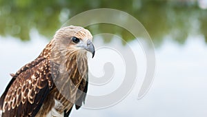 Healthy brown hawk standing portraited in front of lake background