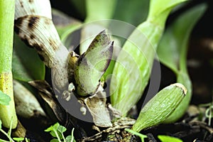 healthy bud of orchid growing in greenhouse  Brazilian nursery. Anatomy of orchid  bract  leaf axils and visible pseudo bulbs photo