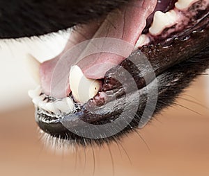 Healthy canine dog jaw and tongue photo