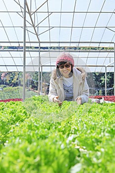 healthy care woman in hydroponic vegetable green house plantation