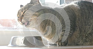 Healthy cat eats food with appetite. Domestic adorable tabby cat is eating its dry food from bowl on the window sill. Cute cat at