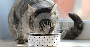 Healthy cat eats food with appetite. Domestic adorable tabby cat is eating its dry food from bowl on the window sill. Cute cat at