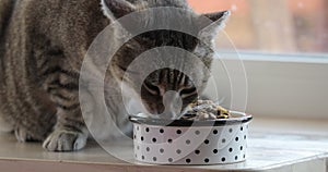 Healthy cat eats food with appetite. Domestic adorable tabby cat is eating its dry food from bowl on the window sill. Cute cat at