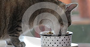 Healthy cat eats food with appetite. Domestic adorable tabby cat is eating its dry food from bowl on the window sill. Cute cat at