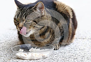 Healthy cat food is important and tastes good