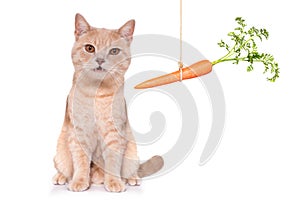 Healthy cat kitten with a carrot