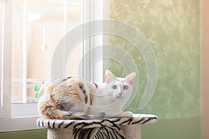 A healthy cat lying on the cat tree. Her`s staring at the camera with a lovely, with the background color is green.