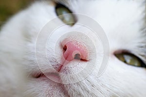 Healthy cat nose close up. Lovely pet face