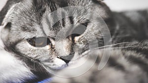 Healthy cat plays paw in the camera lens. The striped gray cat lies resting. Happy pet. Pets. Beautiful cat. Close-up