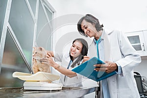Healthy cat on a scale being held and weighed by two veterinarians photo