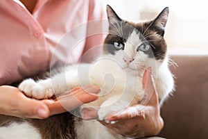Healthy Cat Sitting In Owner's Hands Looking At Camera, Closeup