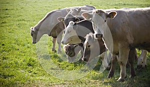 Healthy cattle livestock, Idyllic Rural, UK