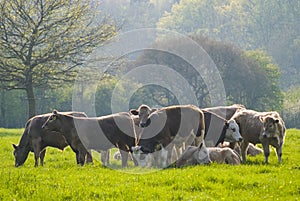 Healthy cattle livestock, Idyllic Rural, UK