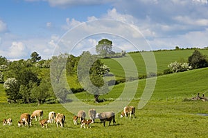 Healthy cattle livestock, Idyllic Rural, UK