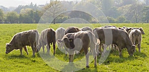 Healthy cattle livestock, Idyllic Rural, UK