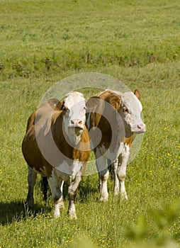 Healthy cattle livestock, Idyllic Rural, UK