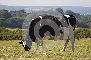 Healthy cattle livestock, Idyllic Rural, UK