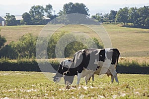 Healthy cattle livestock, Idyllic Rural, UK