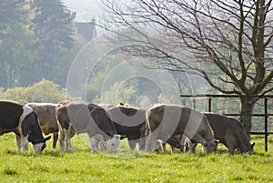 Healthy cattle livestock, Idyllic Rural, UK