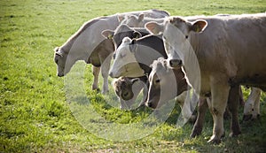 Healthy cattle livestock, Idyllic Rural, UK photo