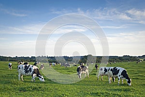 Saludable ganado animales de granja idílico reino unido 