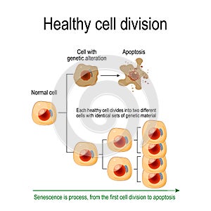 Healthy cell division