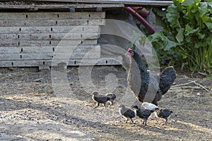 Healthy Chicken walking outdoors : birds in Free Range Poultry Farm with green background