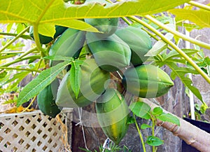 A healthy cluster of papayas growing in the caribbean