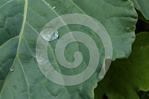 A healthy collard green leaf with reflection in a water droplet
